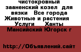 чистокровный зааненский козел  для вязки - Все города Животные и растения » Услуги   . Ханты-Мансийский,Югорск г.